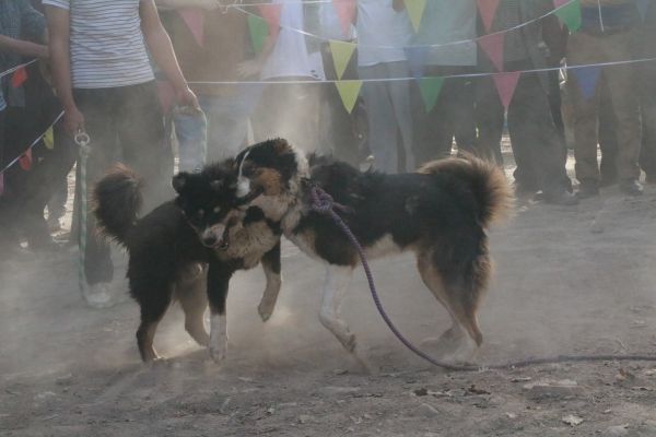 IMG_2868.JPG