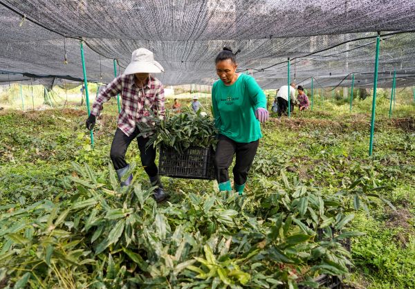 2025年10月17日，在贵州省从江县贯洞镇宰门村，村民在搬运淫羊藿苗。 (2).jpg