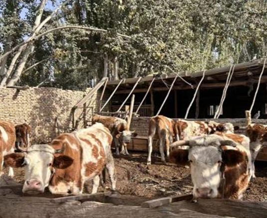 10301761825286274576.png 屏幕截图 2025-10-30 193941.png