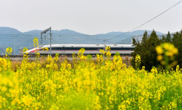 2026年2月4日，在贵州省黔东南苗族侗族自治州从江县洛香镇境内，动车组列车在油菜花盛开的田野间疾驰而过。 (6).jpg