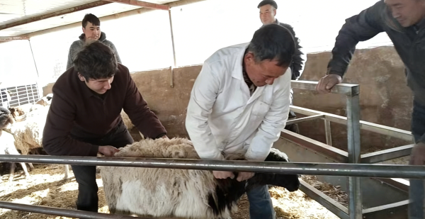 帮助群众对羊进行疫苗接种.png