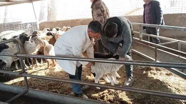 帮助群众对羊进行疫苗接种耳标佩戴.jpg