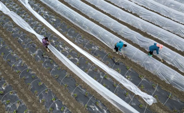 2026年3月18日，在贵州省从江县贯洞镇龙图村“校园餐”蔬菜种植基地，村民在给蔬菜覆膜。 (2).jpg