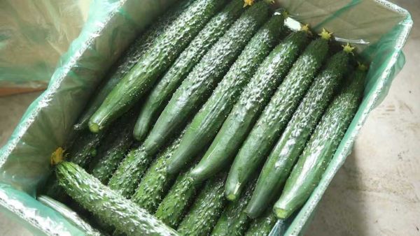 彭伊童 摄 (2).jpg