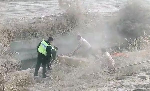 民辅警在水渠边救牛画面.jpg