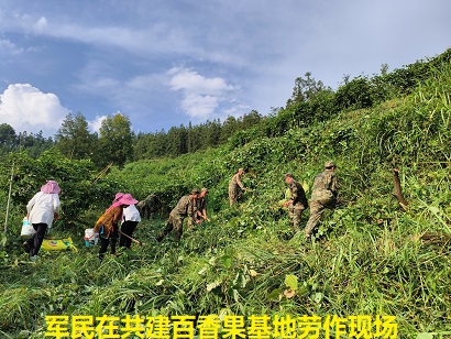 图为 军民在共建百香果基地劳作现场（鲁畅 摄）.jpg