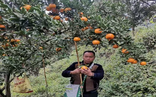 图为 王涛在果园中采摘现场（赖国伟 摄）.jpg