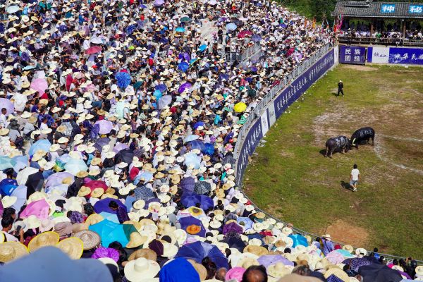 2026年9月27日，人们在贵州省黔东南苗族侗族自治州从江县丙妹镇松学牛塘观看斗牛表演。 (11).jpg