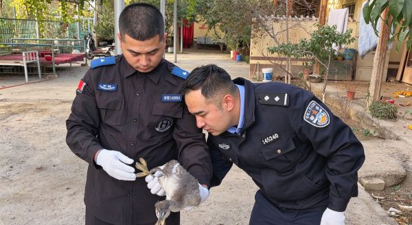 10231792761215710628.jpg 民辅警赶到现场救助幼鸟的画面.jpg